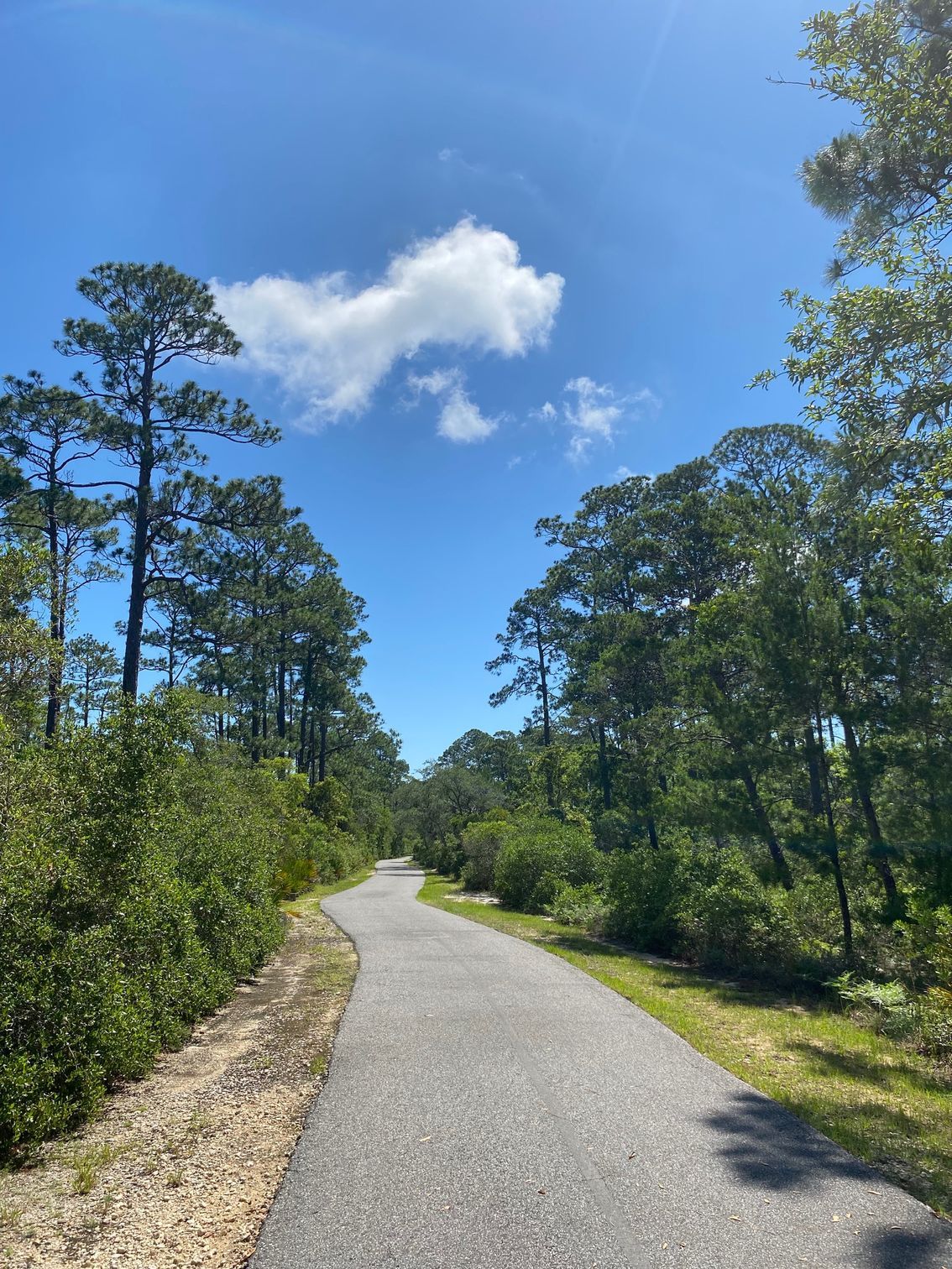 A path in the woods with trees on both sides and a blue sky