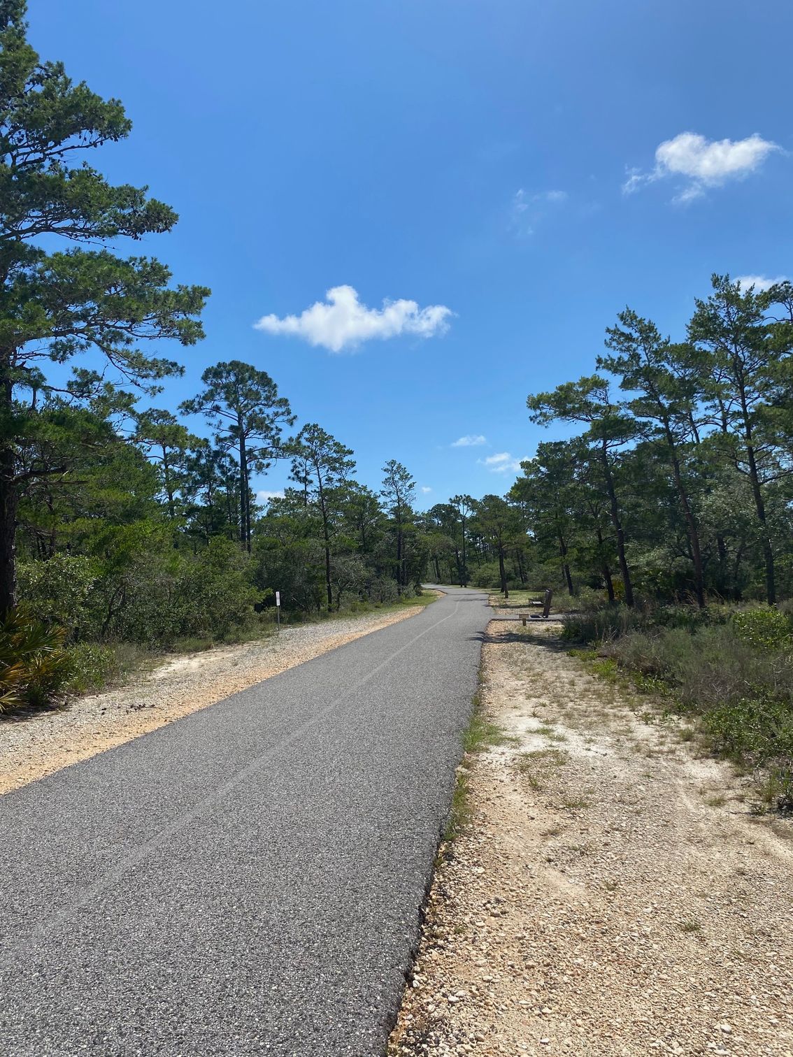 A trail with trees on both sides and a blue sky