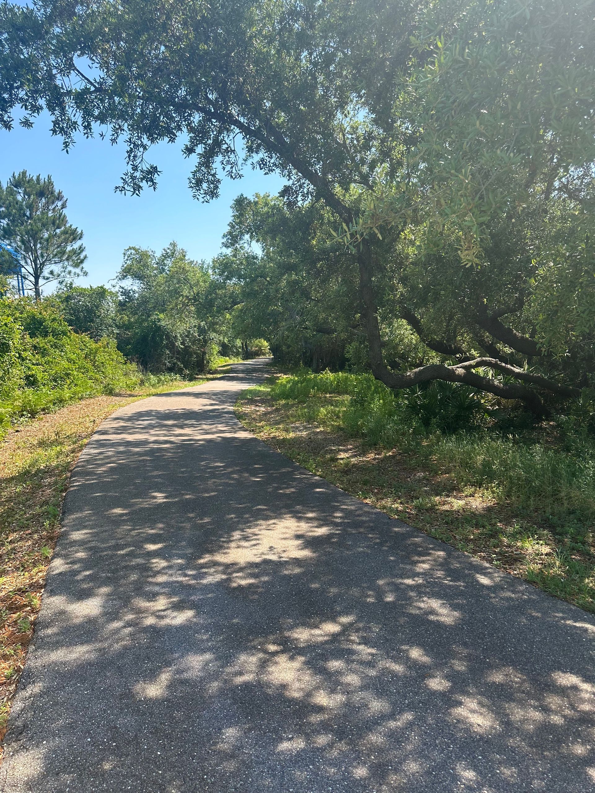 A dirt road surrounded by trees on a sunny day
