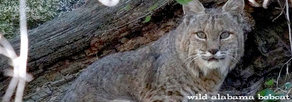 A bobcat is laying down in the woods and looking at the camera.