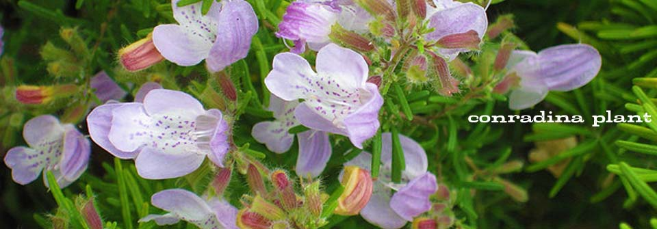 A bunch of purple flowers are surrounded by green leaves.