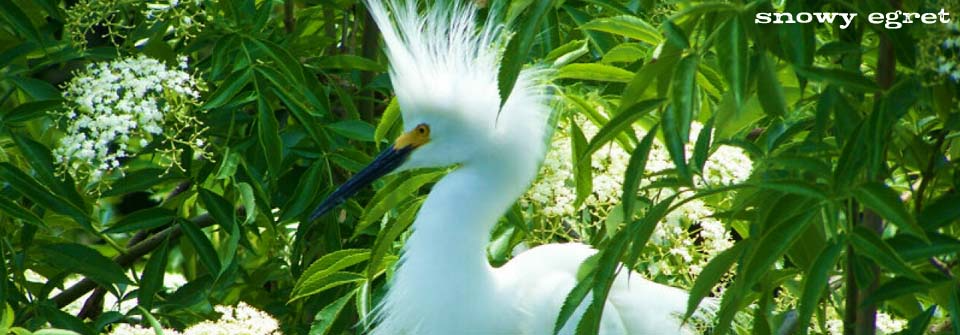A white bird with a yellow beak is surrounded by green leaves.