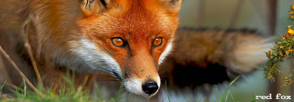A red fox is standing in the grass looking at the camera.