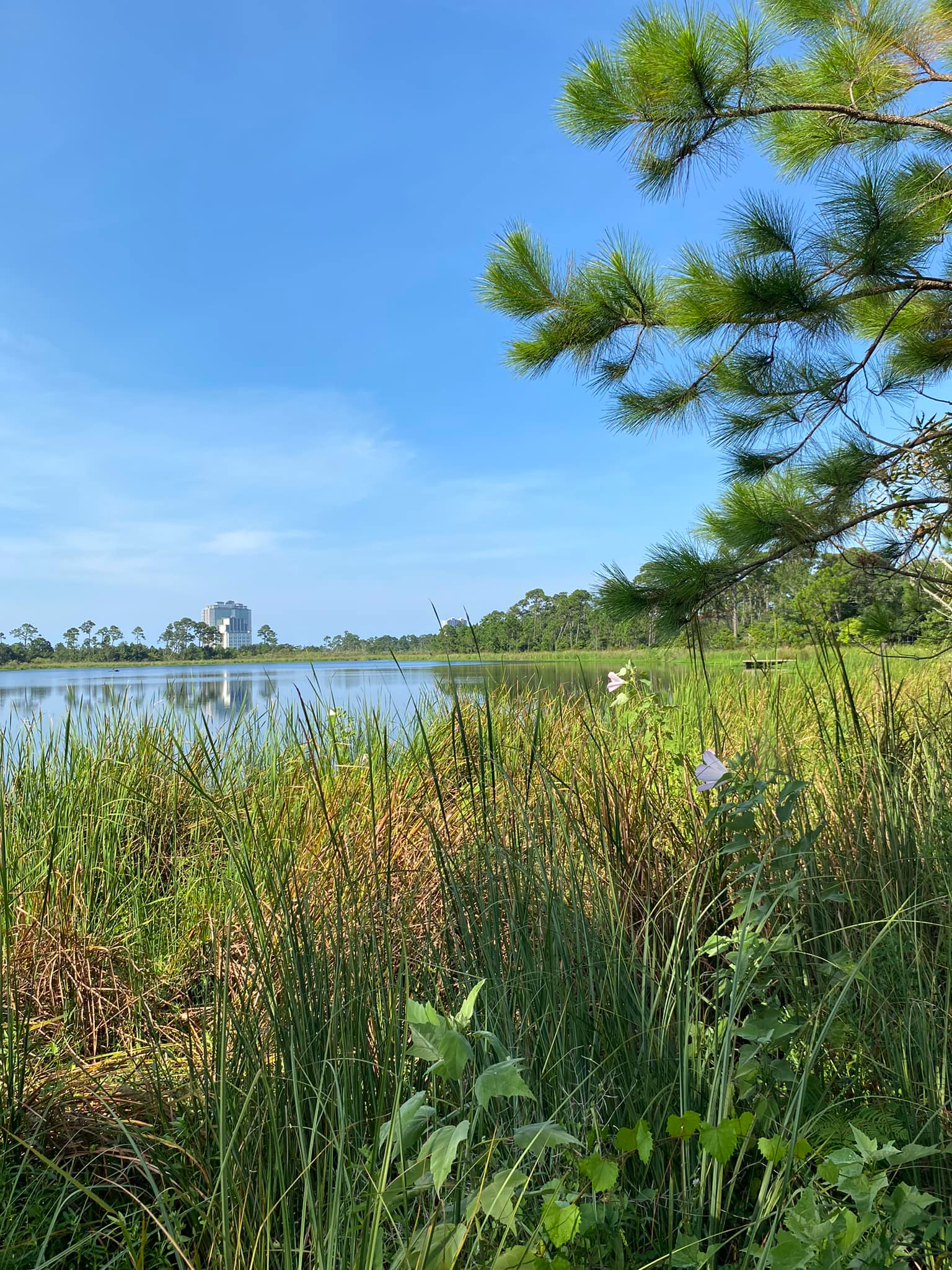 A lake surrounded by tall grass and trees on a sunny day.