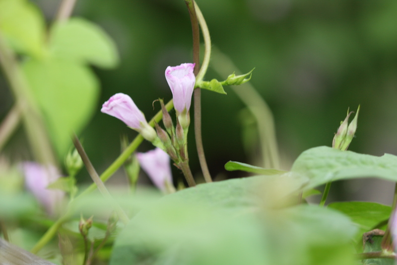 A close up of a plant with purple flowers and green leaves.