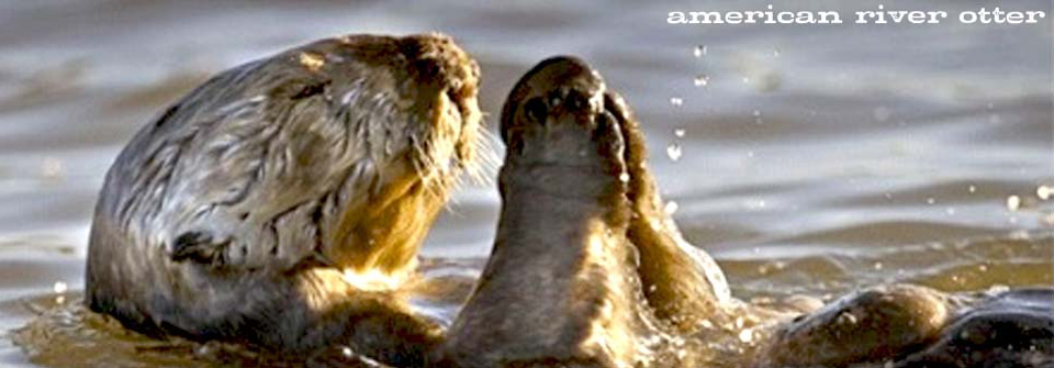 Two american river otters are playing in the water