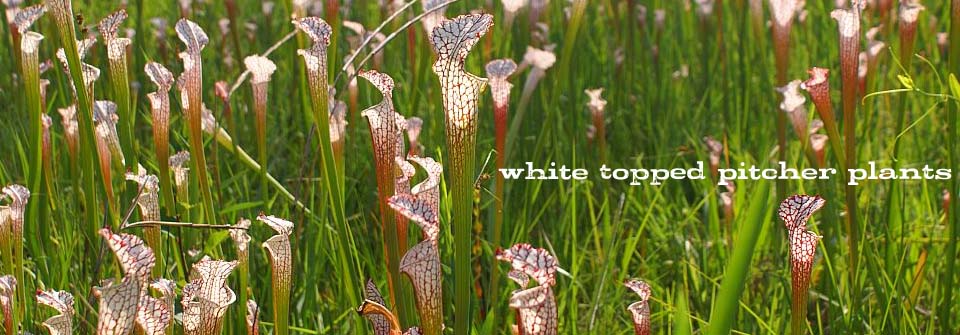A field of white topped pitcher plants with purple flowers