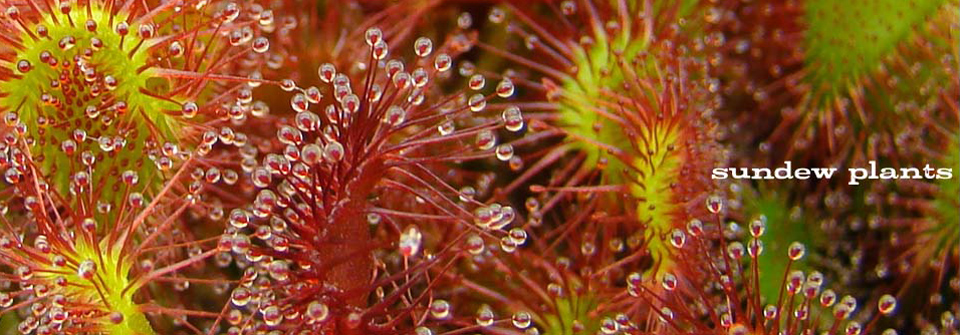 A close up of a plant with the words sundew plants on the bottom