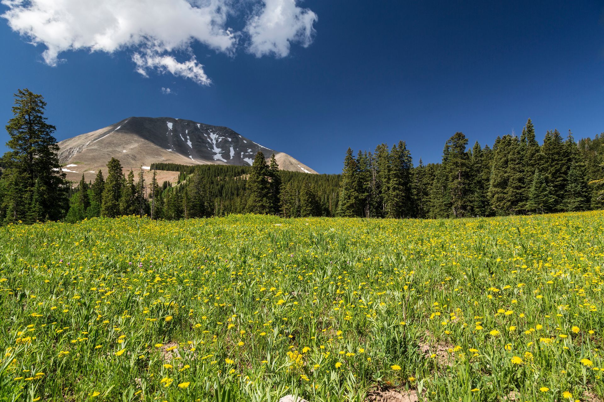 mount peale