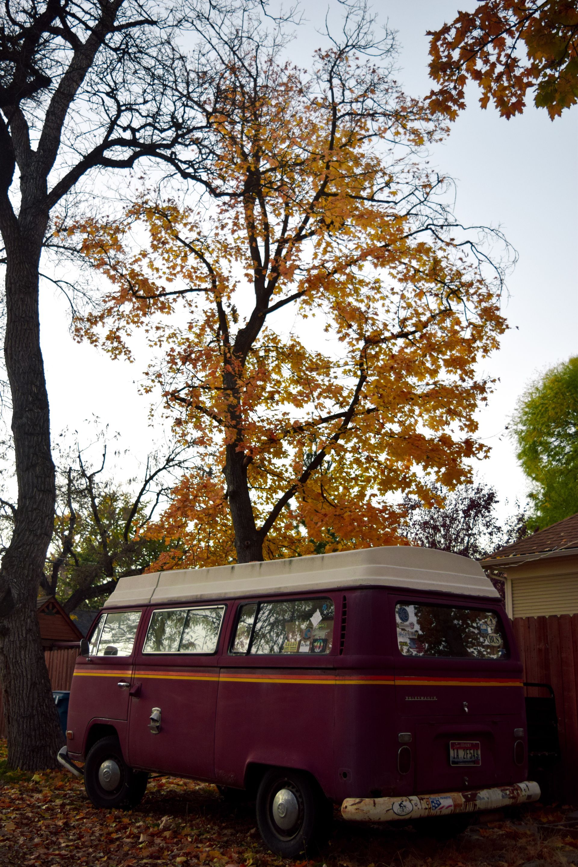 A dark purple Volkswagen van parked on fallen leaves under a large tree with golden autumn foliage.