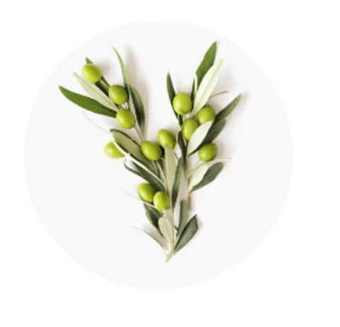 A branch of green olives with leaves on a white background