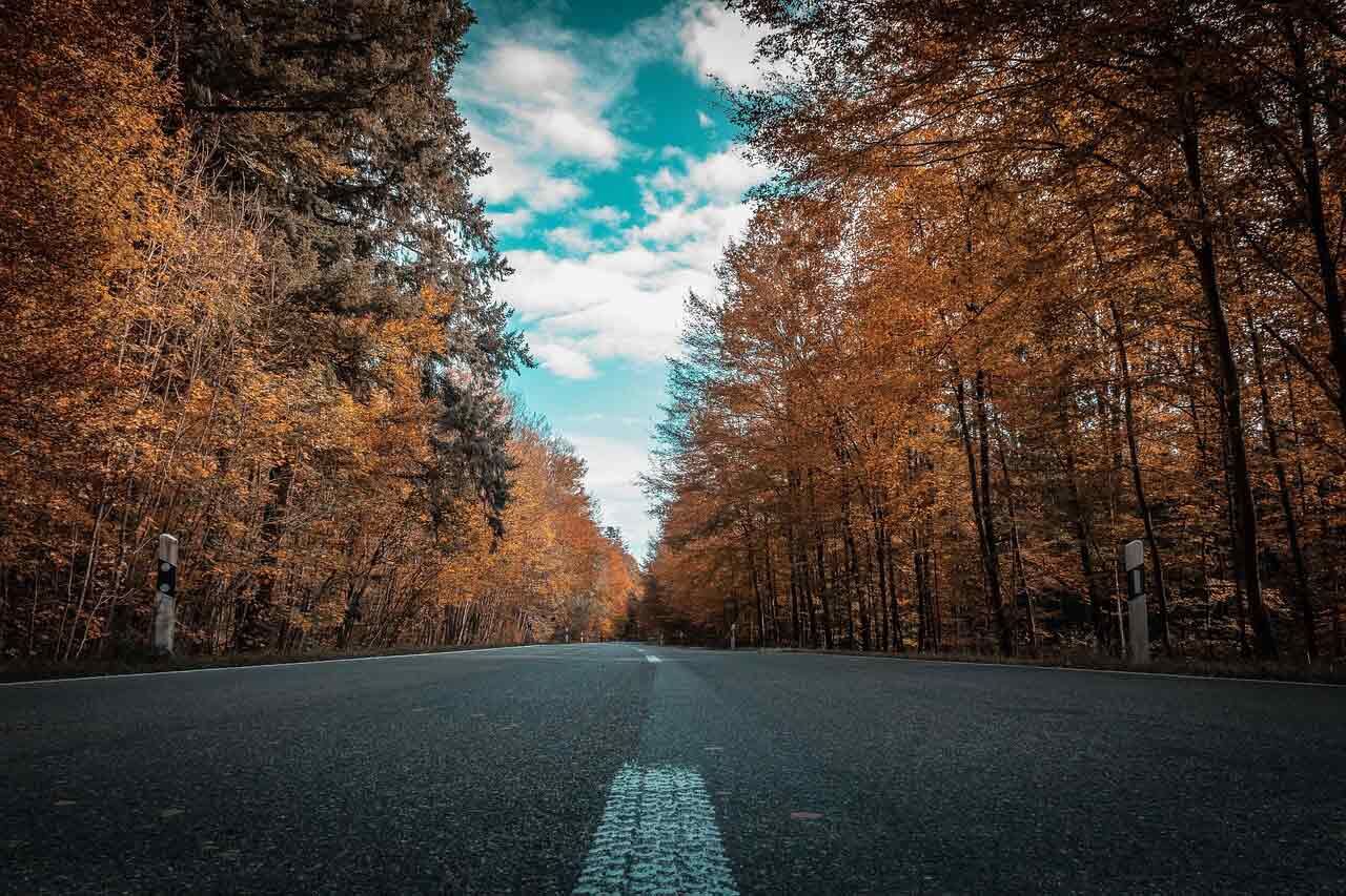 Uma estrada que atravessa uma floresta com árvores dos dois lados.
