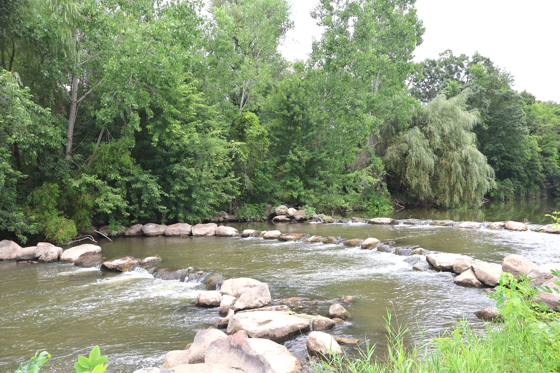 Rocky river flowing through a lush green forest with trees lining the banks