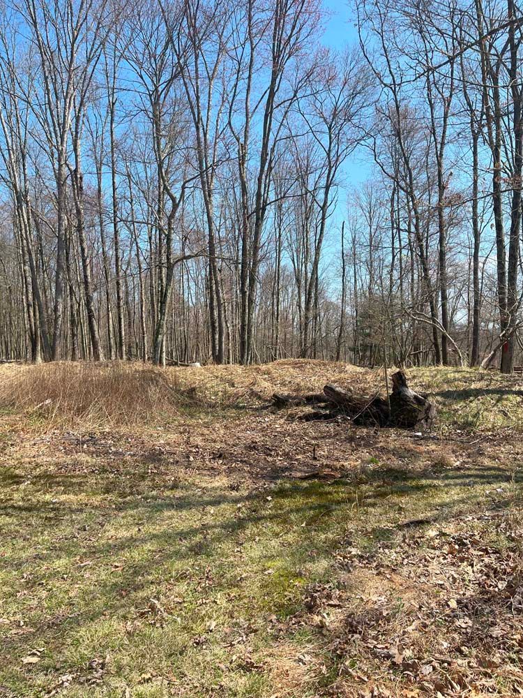 There is a lot of trees in the background and a lot of grass in the foreground.