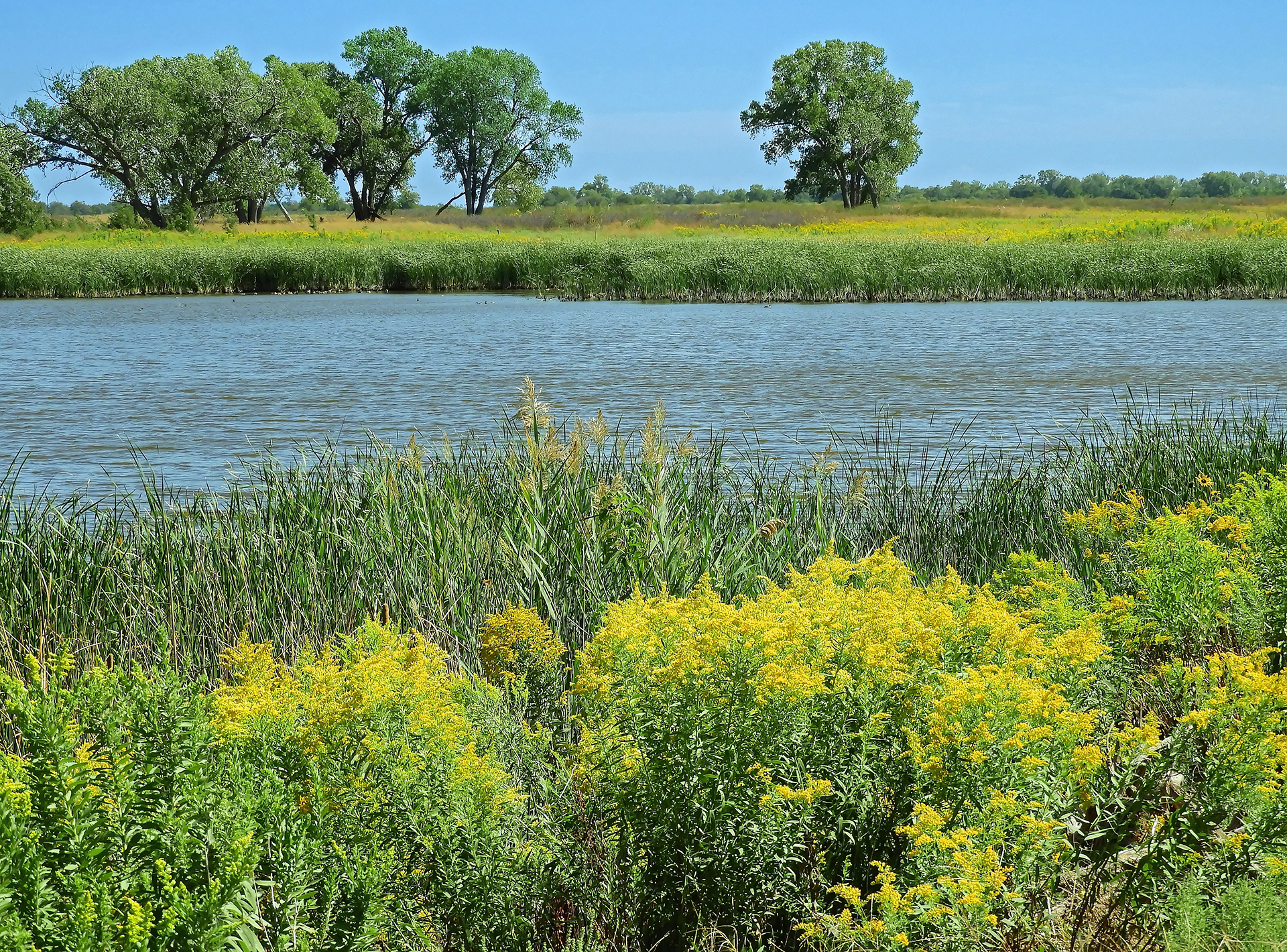 Lush green and yellow wildflowers along a river, with trees in the distance under a blue sky.