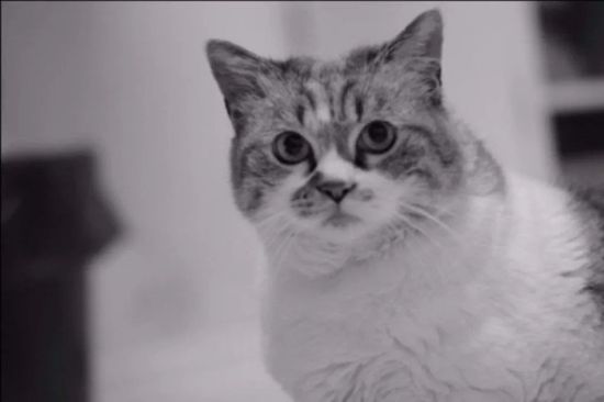 Gatto bianco e nero che guarda la macchina fotografica con gli occhi spalancati