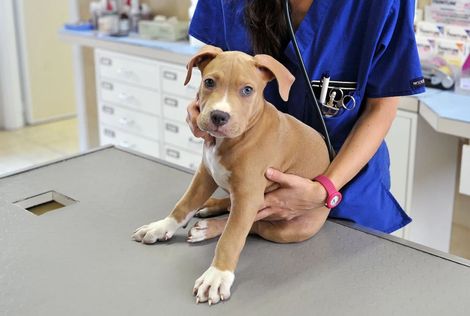 Un veterinario in camice blu tiene in braccio un cucciolo color beige su un tavolo da visita in una clinica.