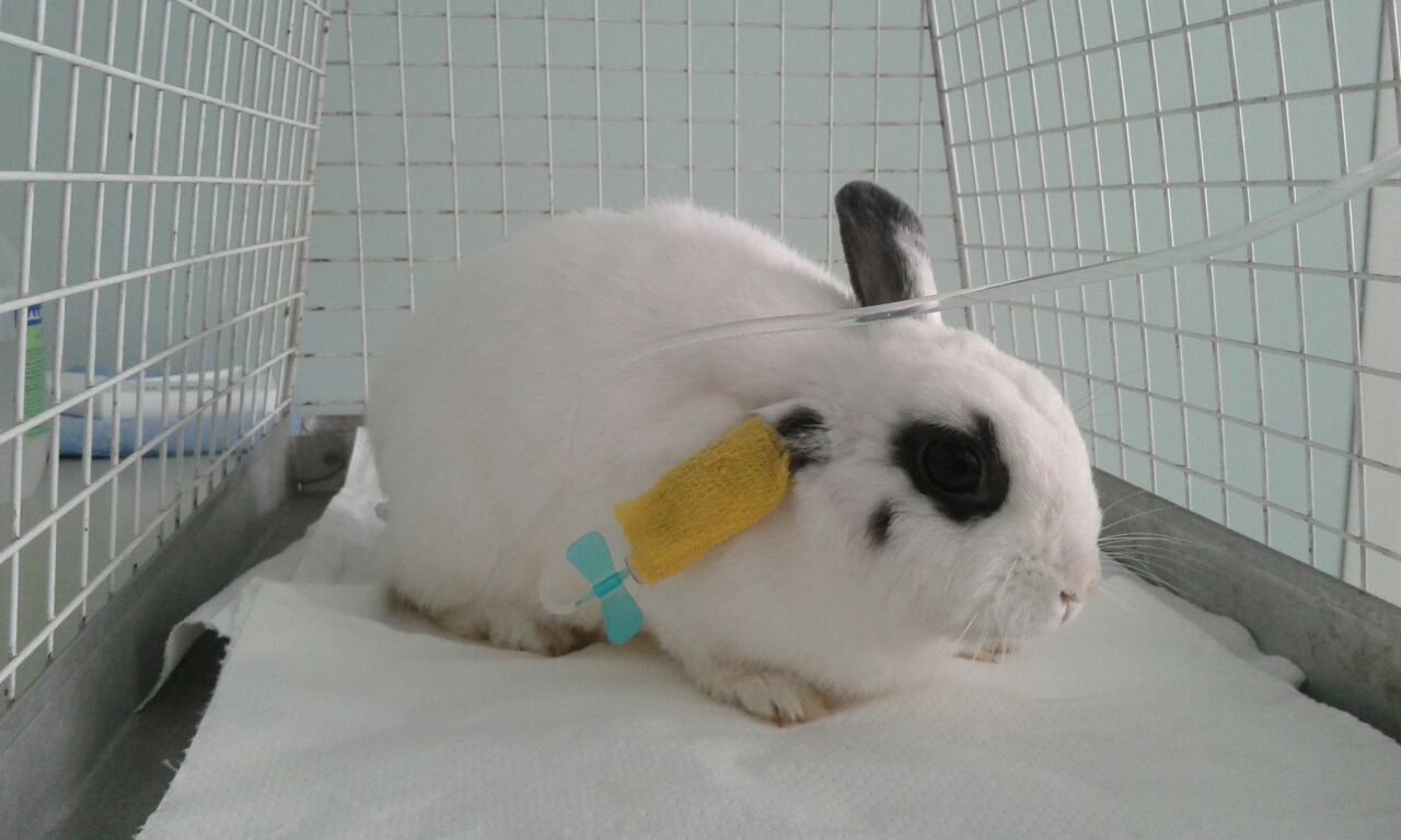 Animali esotici
