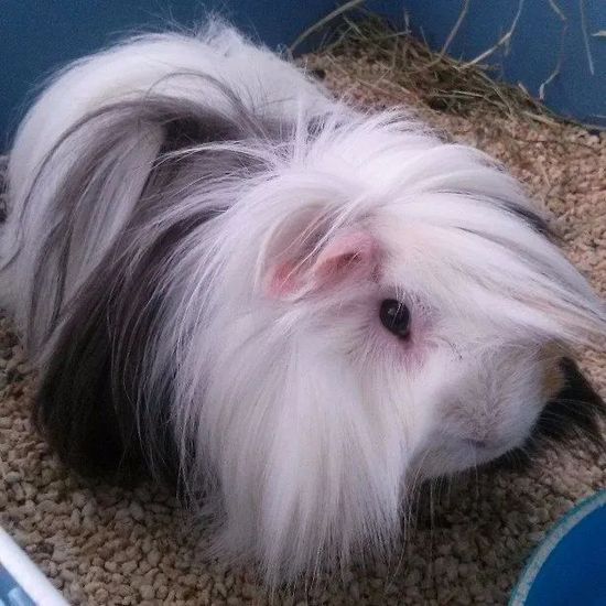 Una cavia bianca a pelo lungo, accoccolata su un tappeto accanto a una ciotola blu.