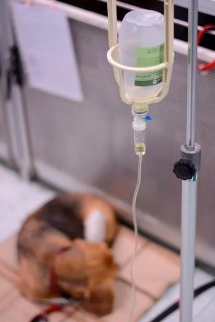 Un cane sdraiato sul pavimento accanto a una sacca per flebo appesa in una clinica veterinaria.