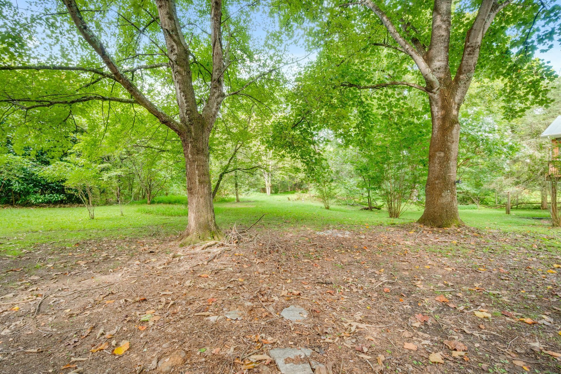 Park with green trees and a leaf-covered ground beneath them.
