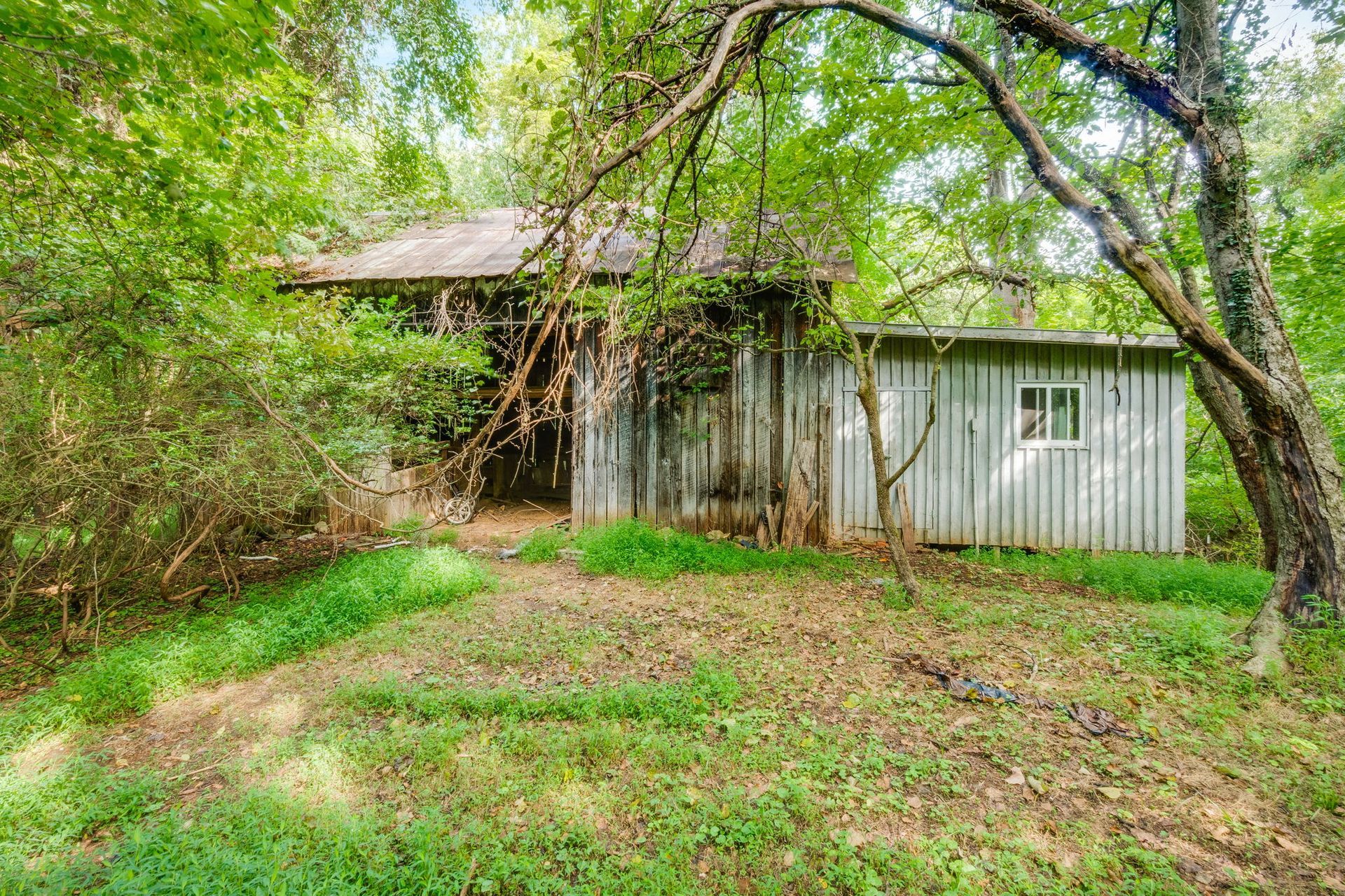 Overgrown old shed with white siding in a wooded, grassy yard