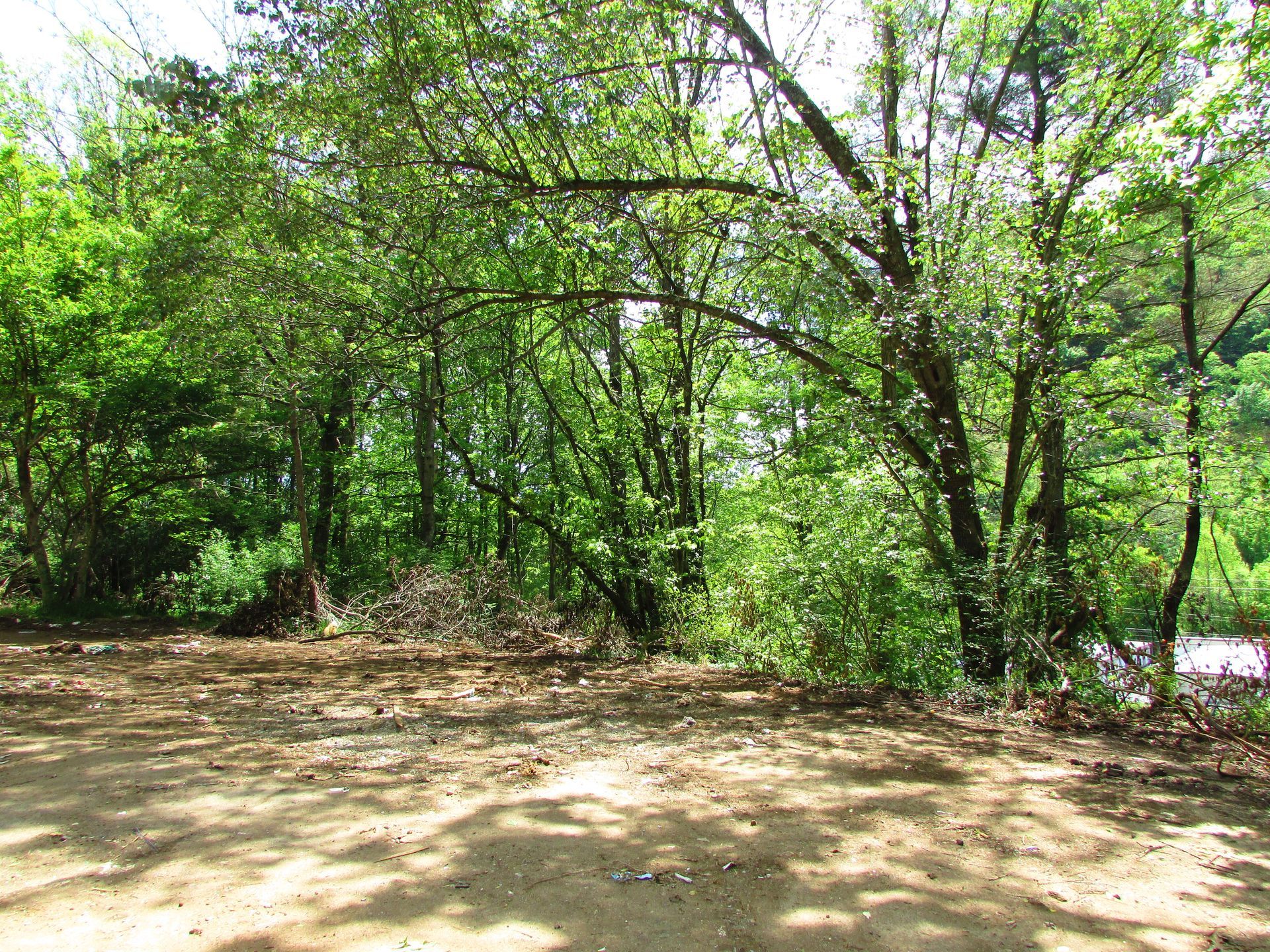 Wooded clearing with sandy ground and dense green trees in sunlight