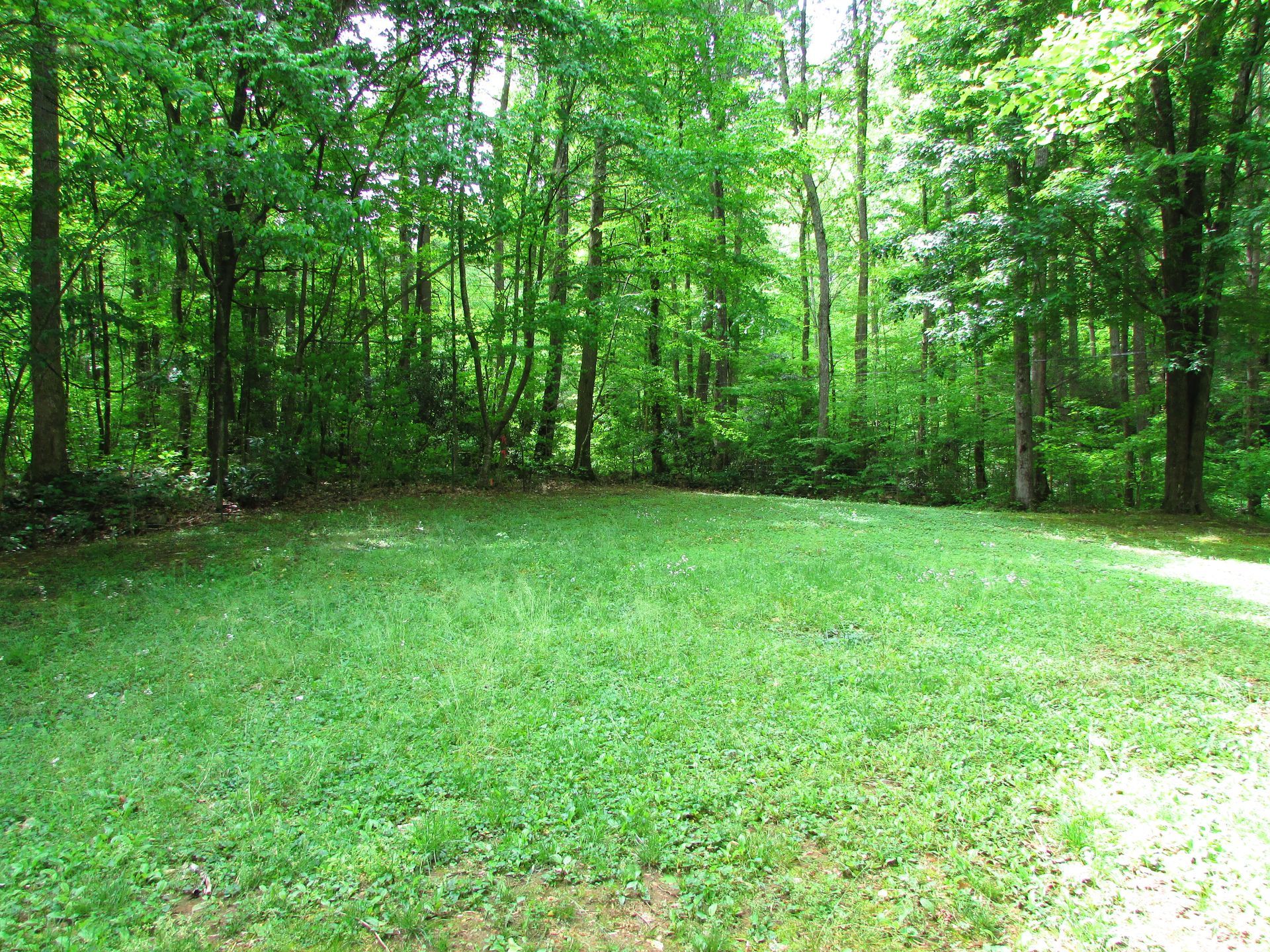 Green forest clearing with grass and trees surrounding a shaded open area