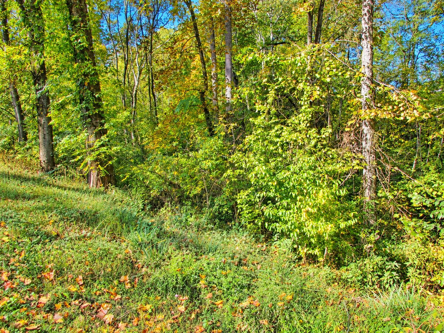 Sunlit green and yellow autumn forest with dense trees and leafy ground cover