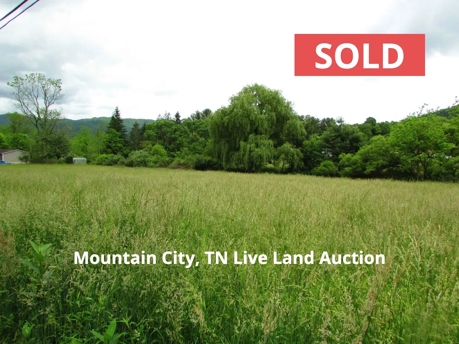 A field of tall grass with trees in the background - Mountain City - Sold Live Land Auction 