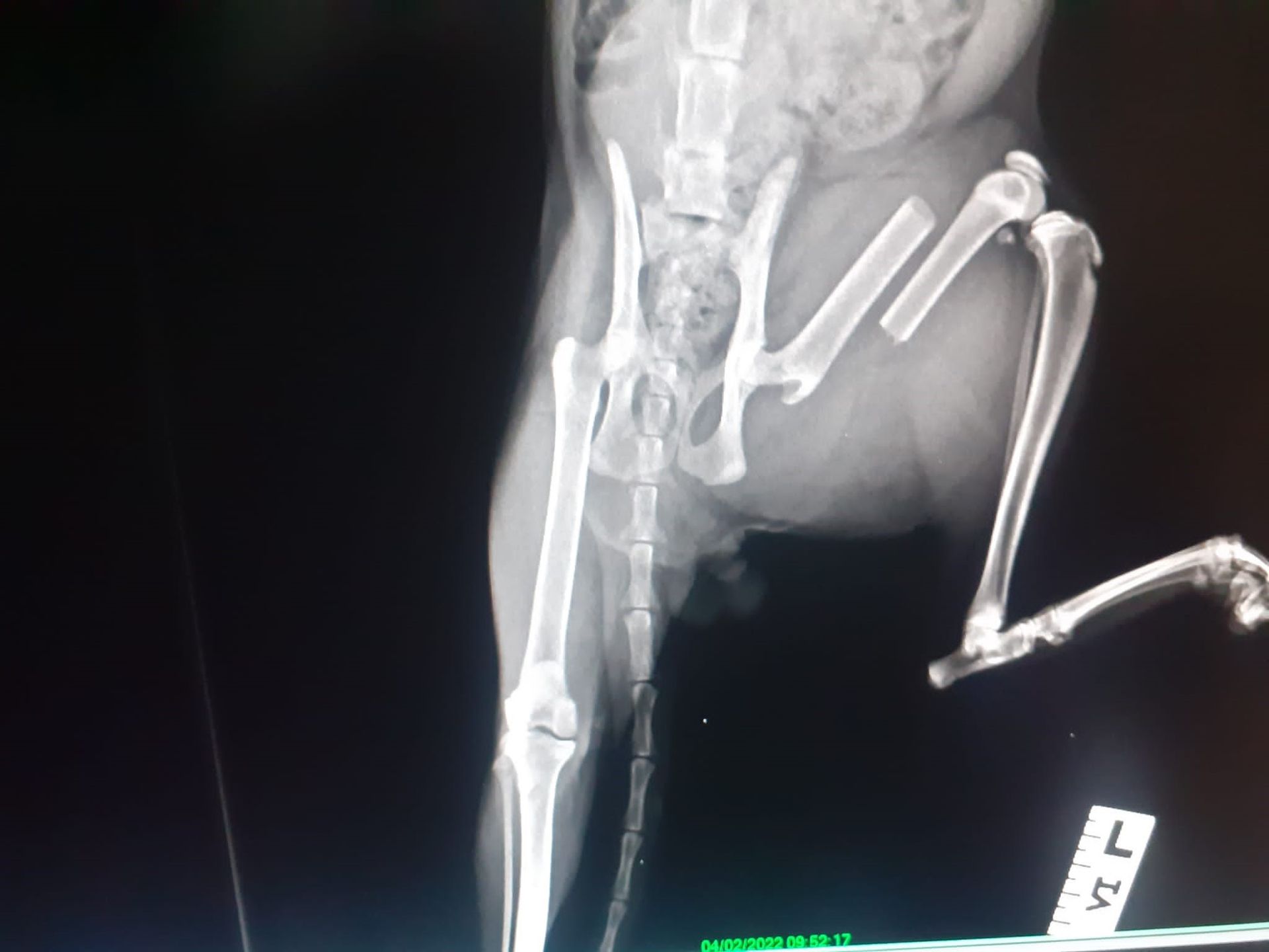 radiografie