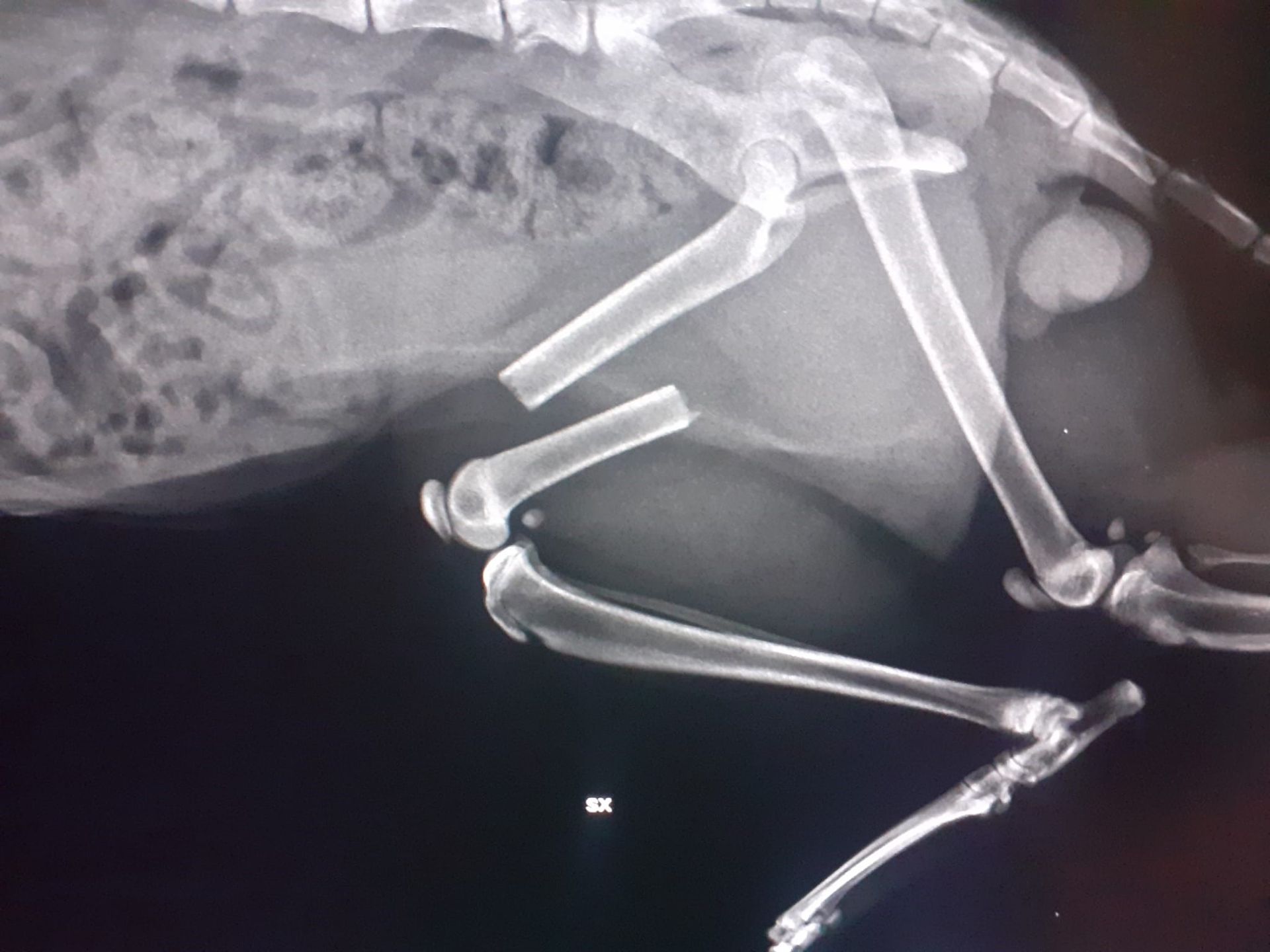 radiografie