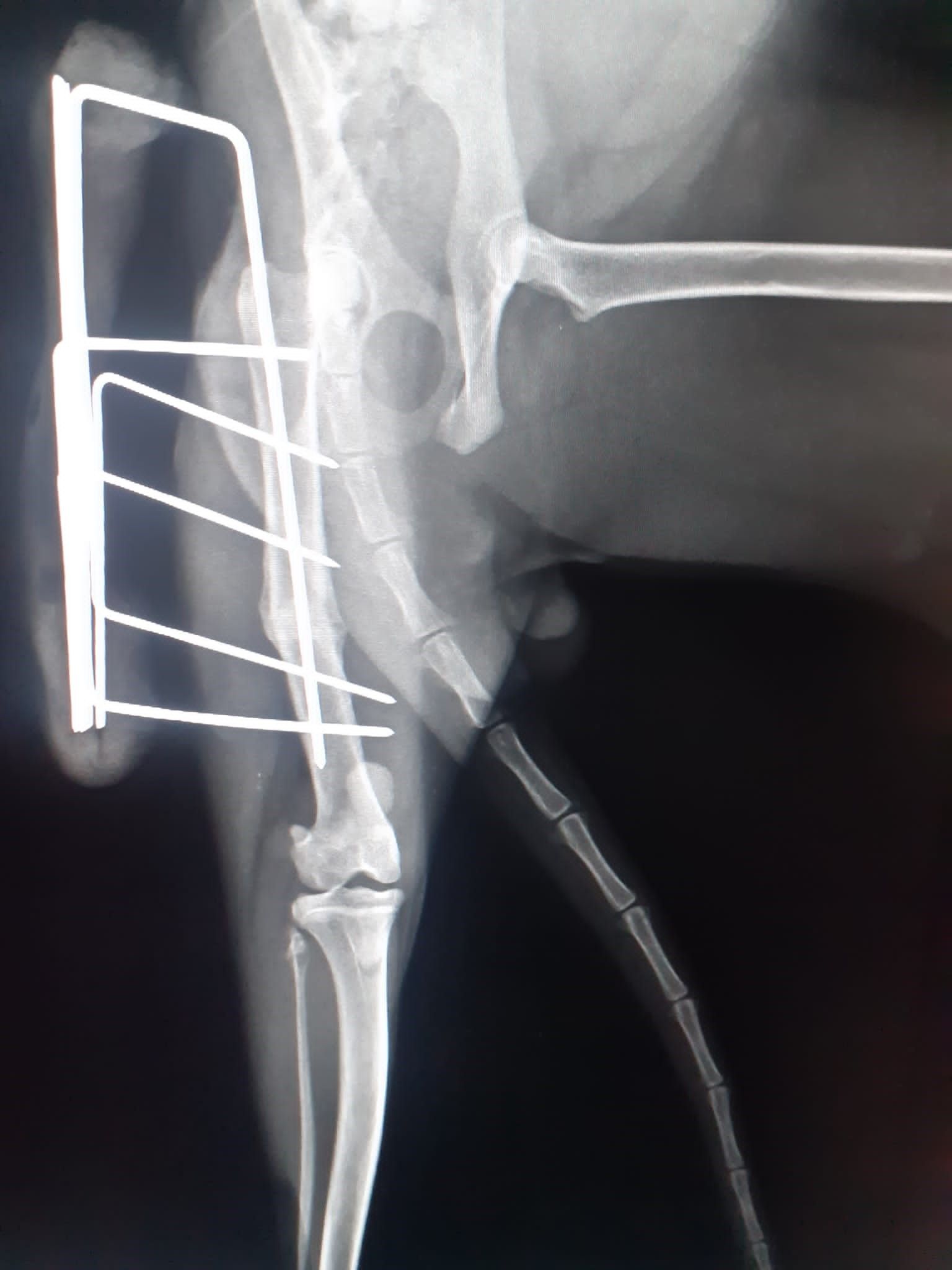 radiografie