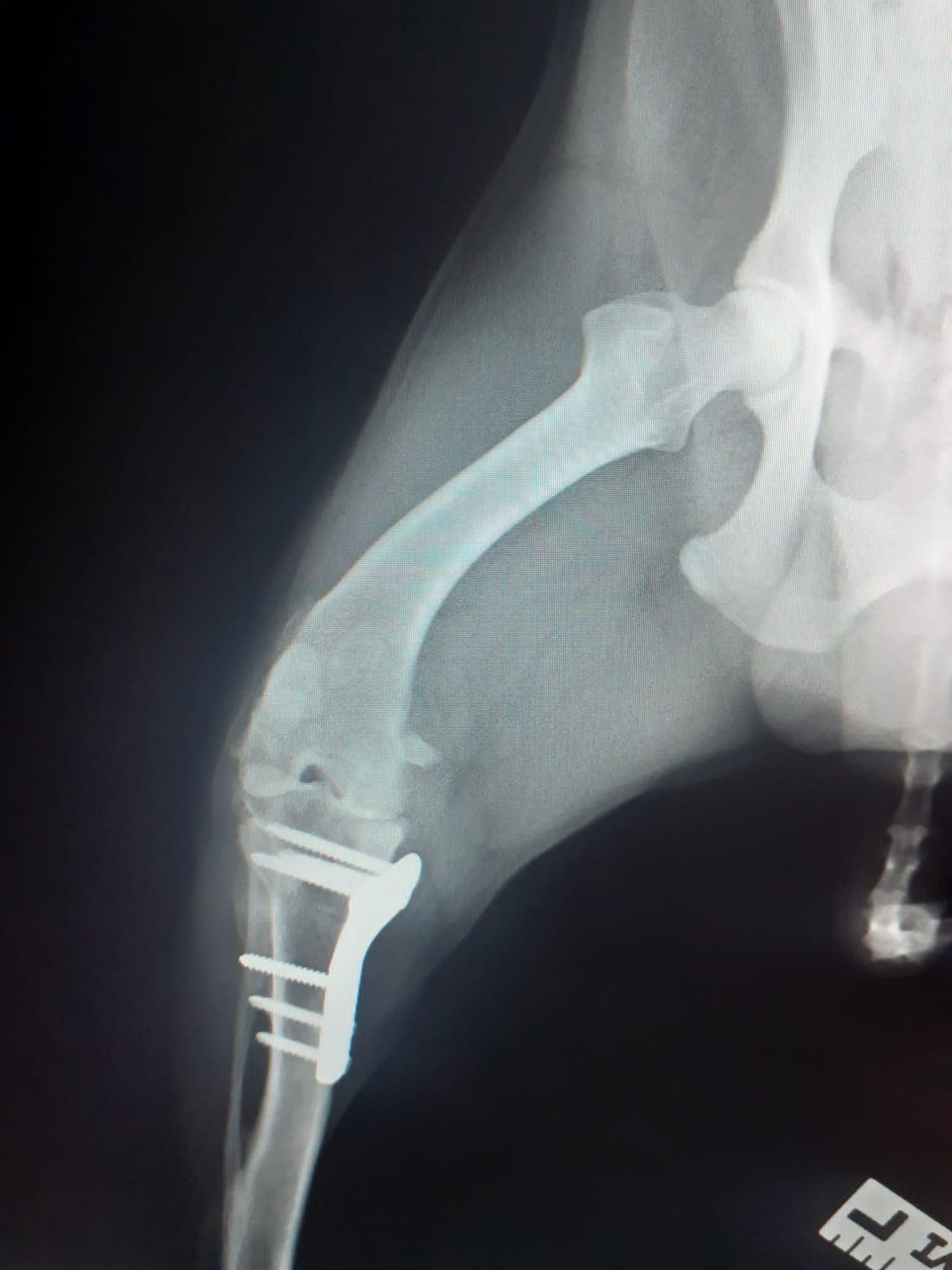 radiografie