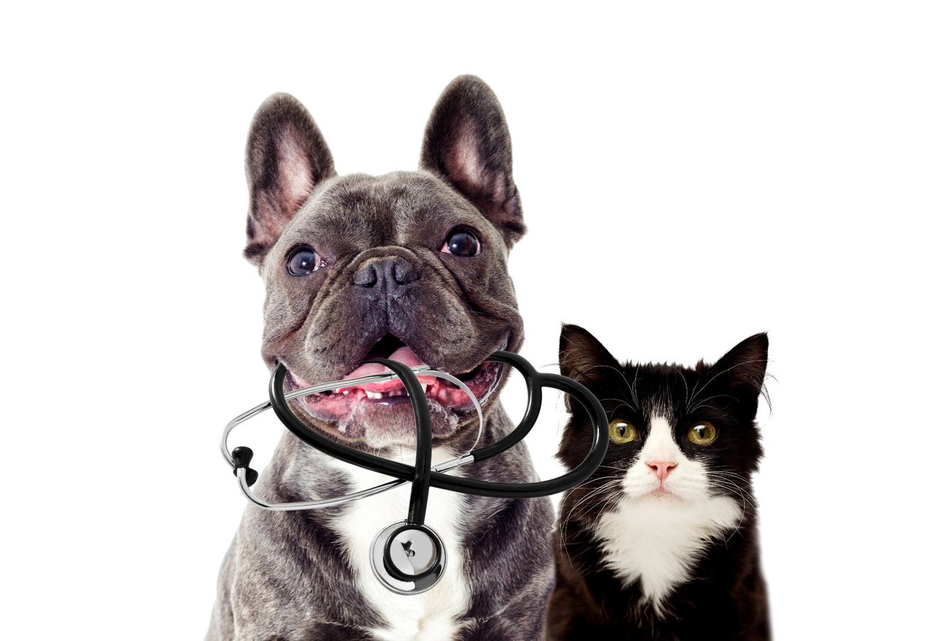 Cane e gatto