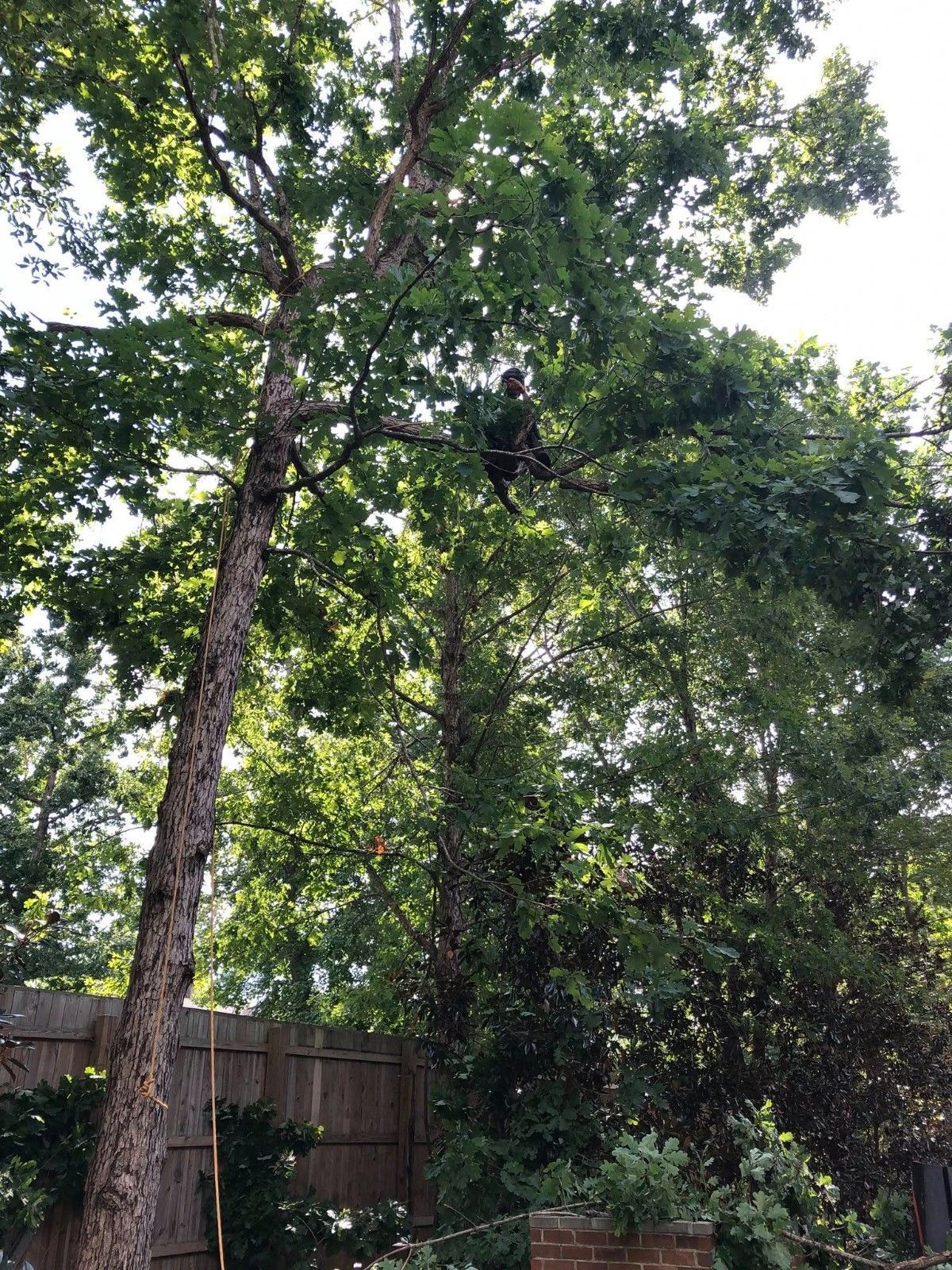 Tall trees and dense green foliage in a backyard behind a wooden fence.
