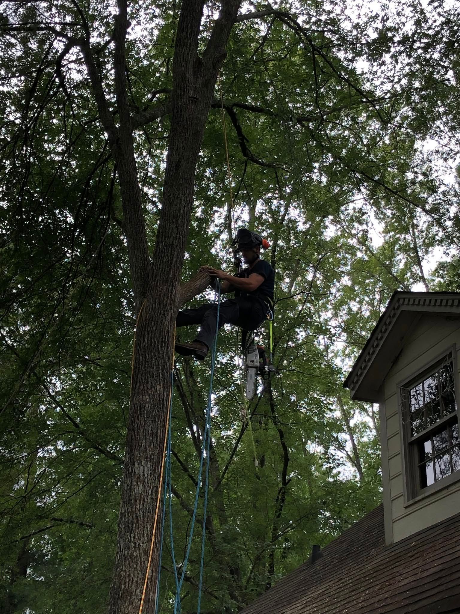 Person on a climbing harness beside a tree next to a house, high in the branches.