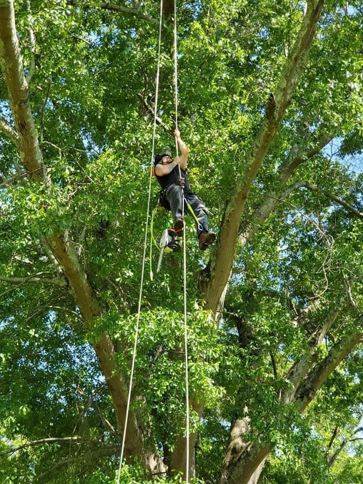 Person climbing a rope high in a leafy green tree canopy outdoors