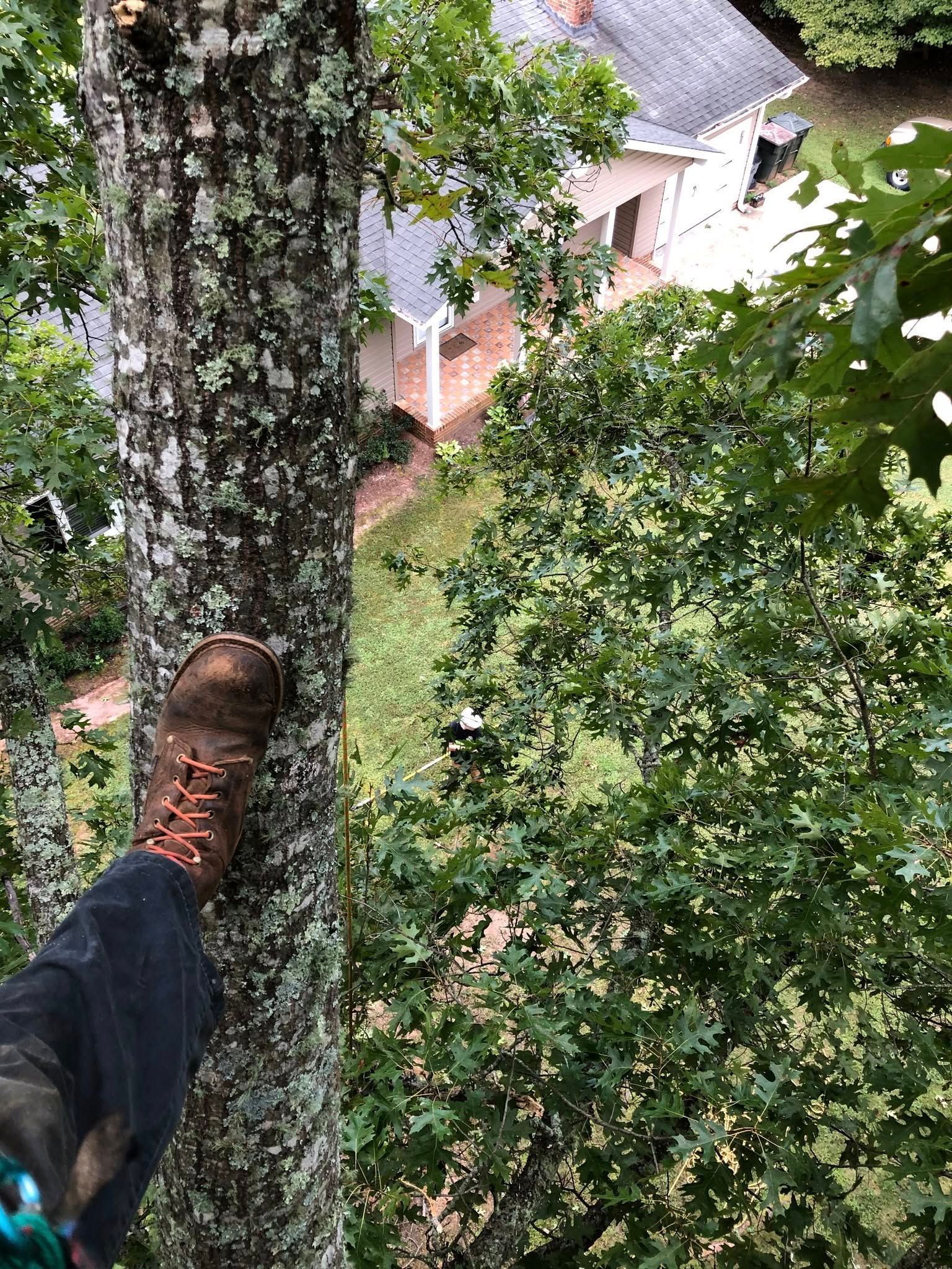 Hiking boot on a tree trunk, overlooking a leafy forest and a house below