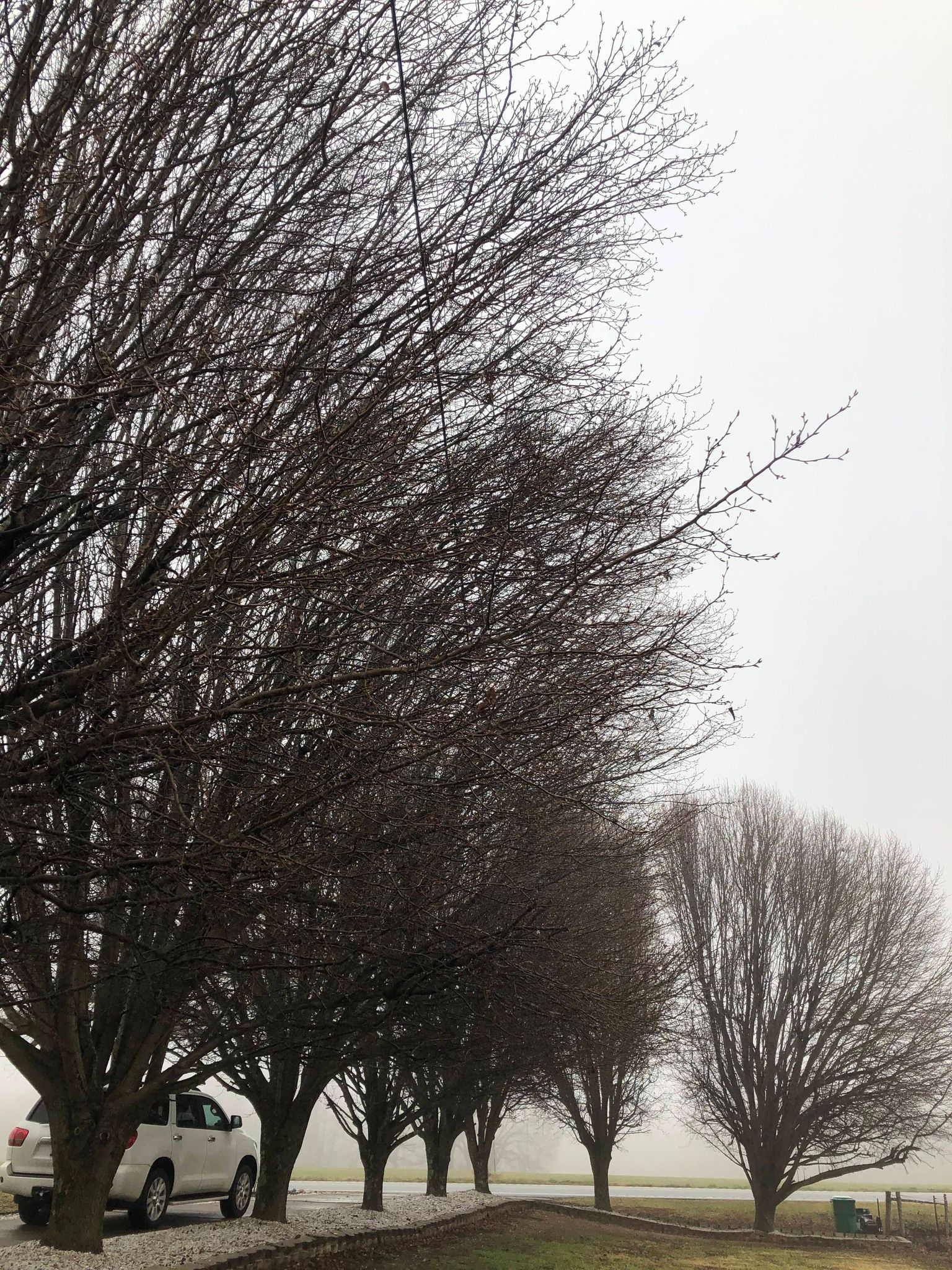 Leafless trees lining a foggy roadside with parked cars.