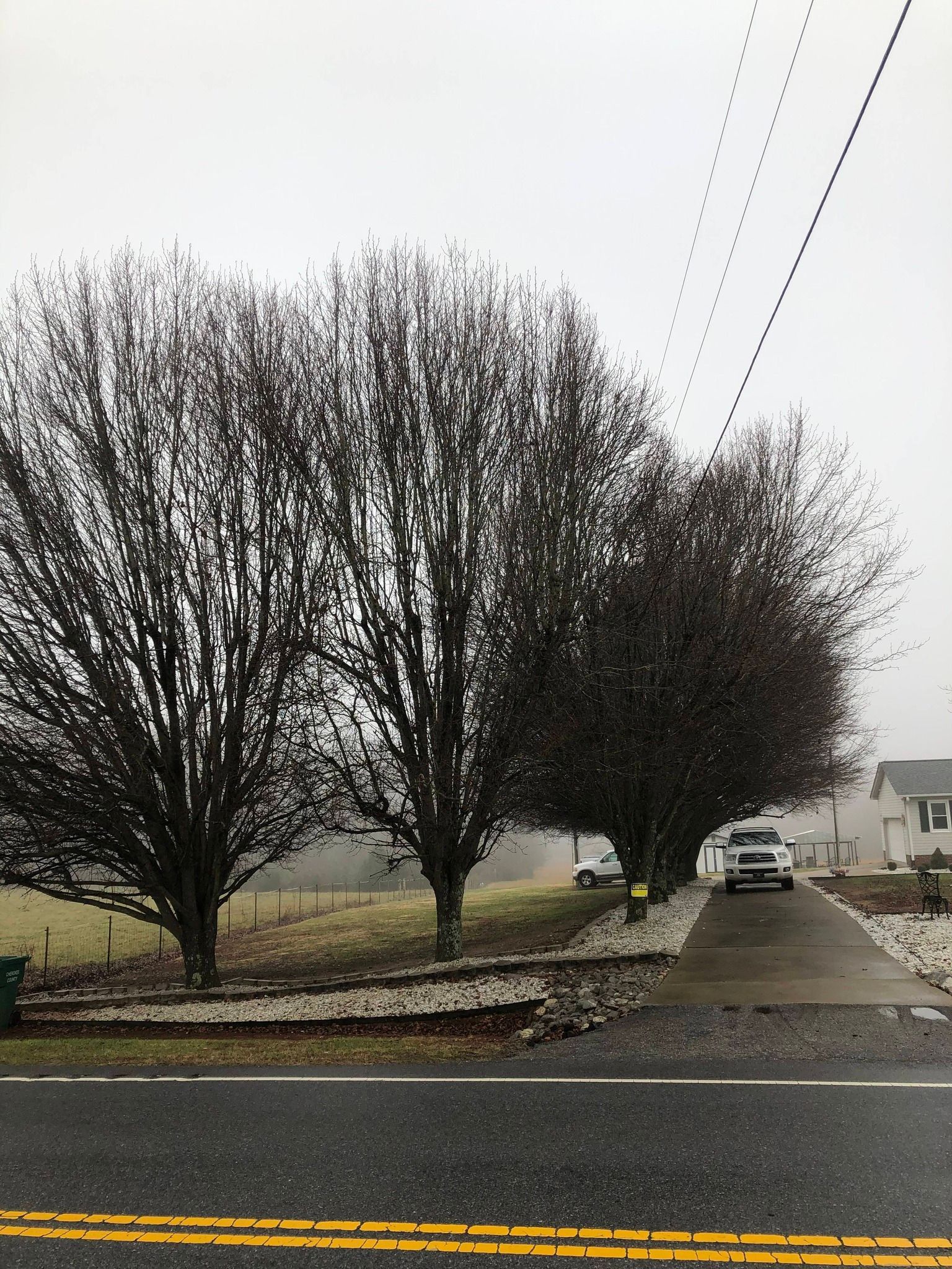 Foggy street with leafless trees, sidewalk, and parked cars beside a wet road.
