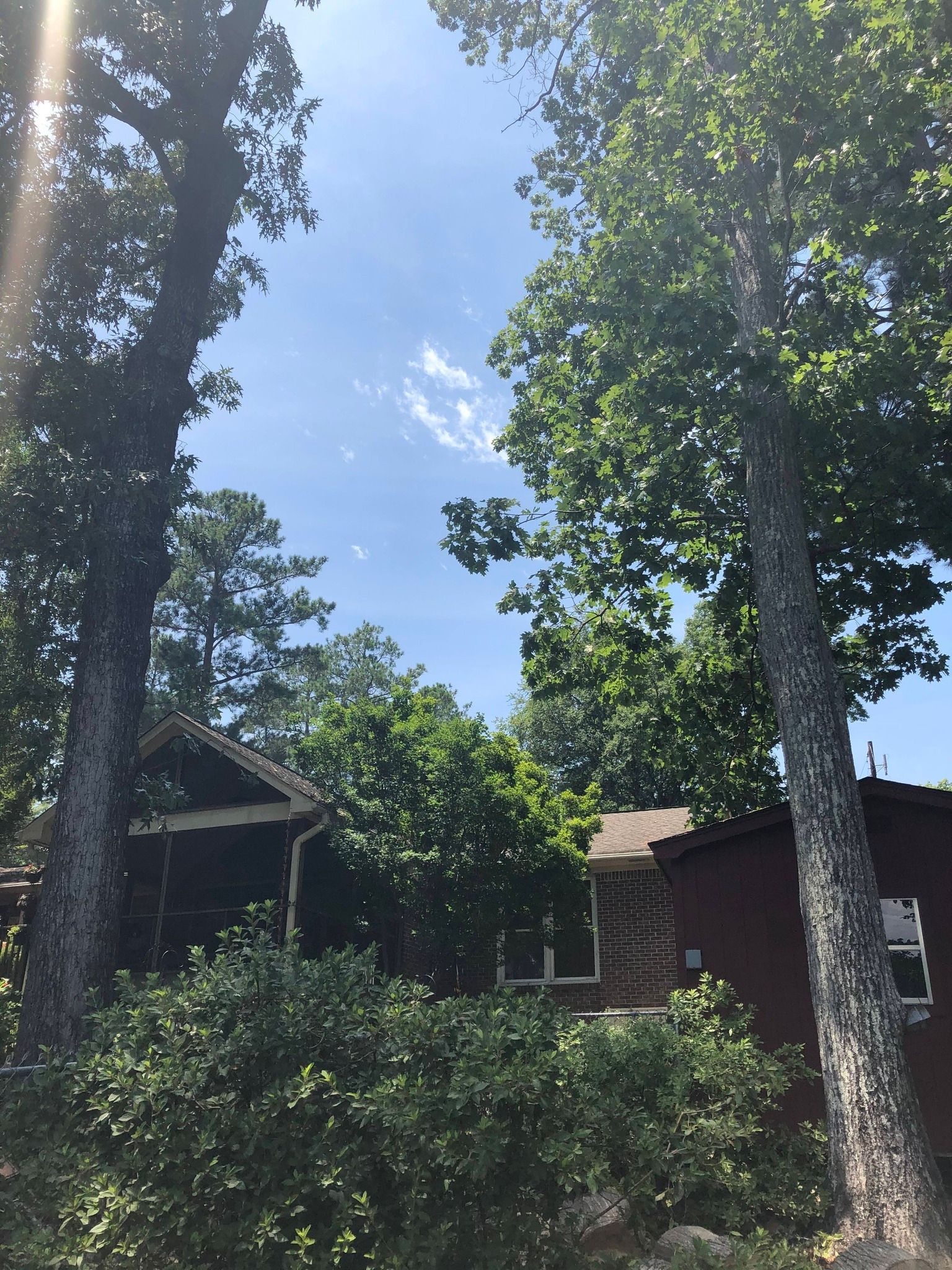Tall trees framing a small house under a bright blue sky with scattered clouds