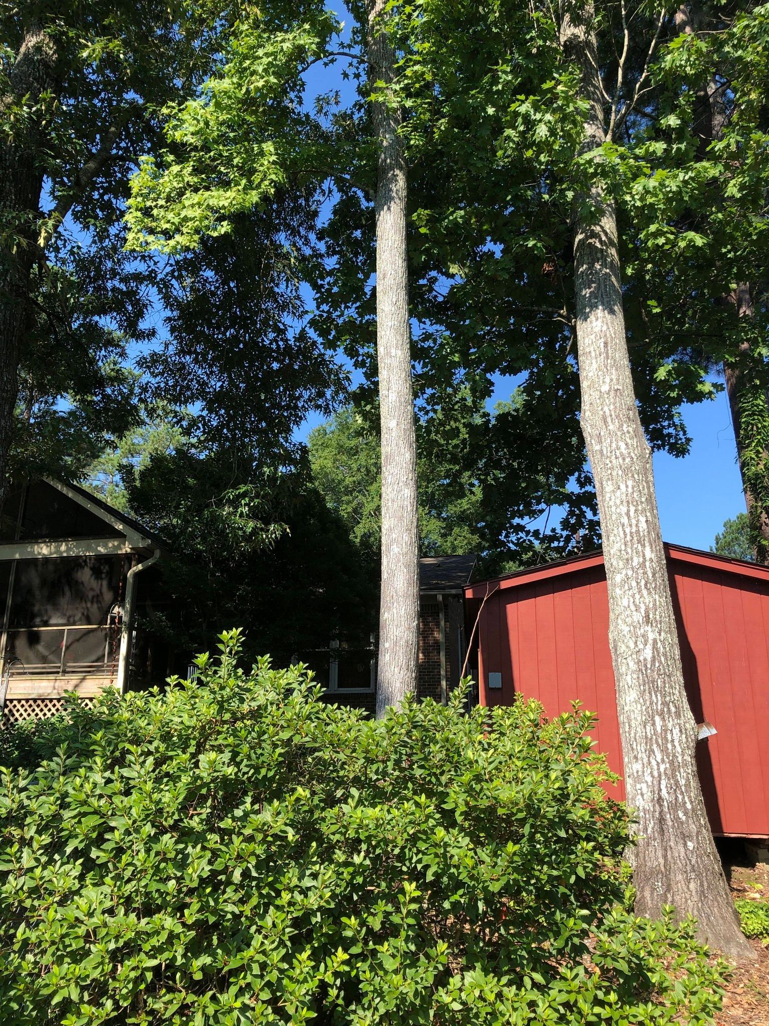 Wooded yard with tall trees, a red shed, and a dense green shrub under a sunny blue sky