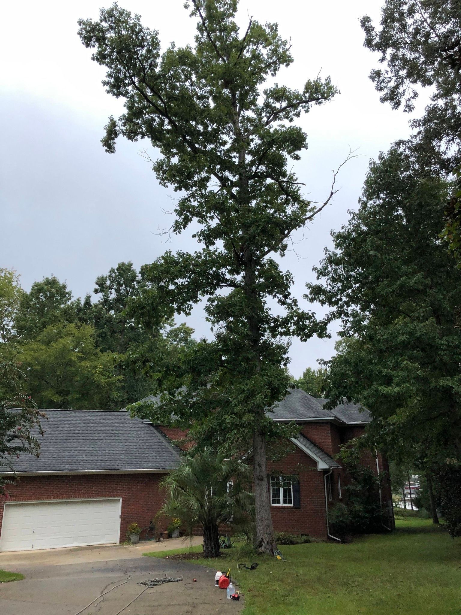 Tall tree in front of a brick house with a garage, with a person sitting on the grass below.