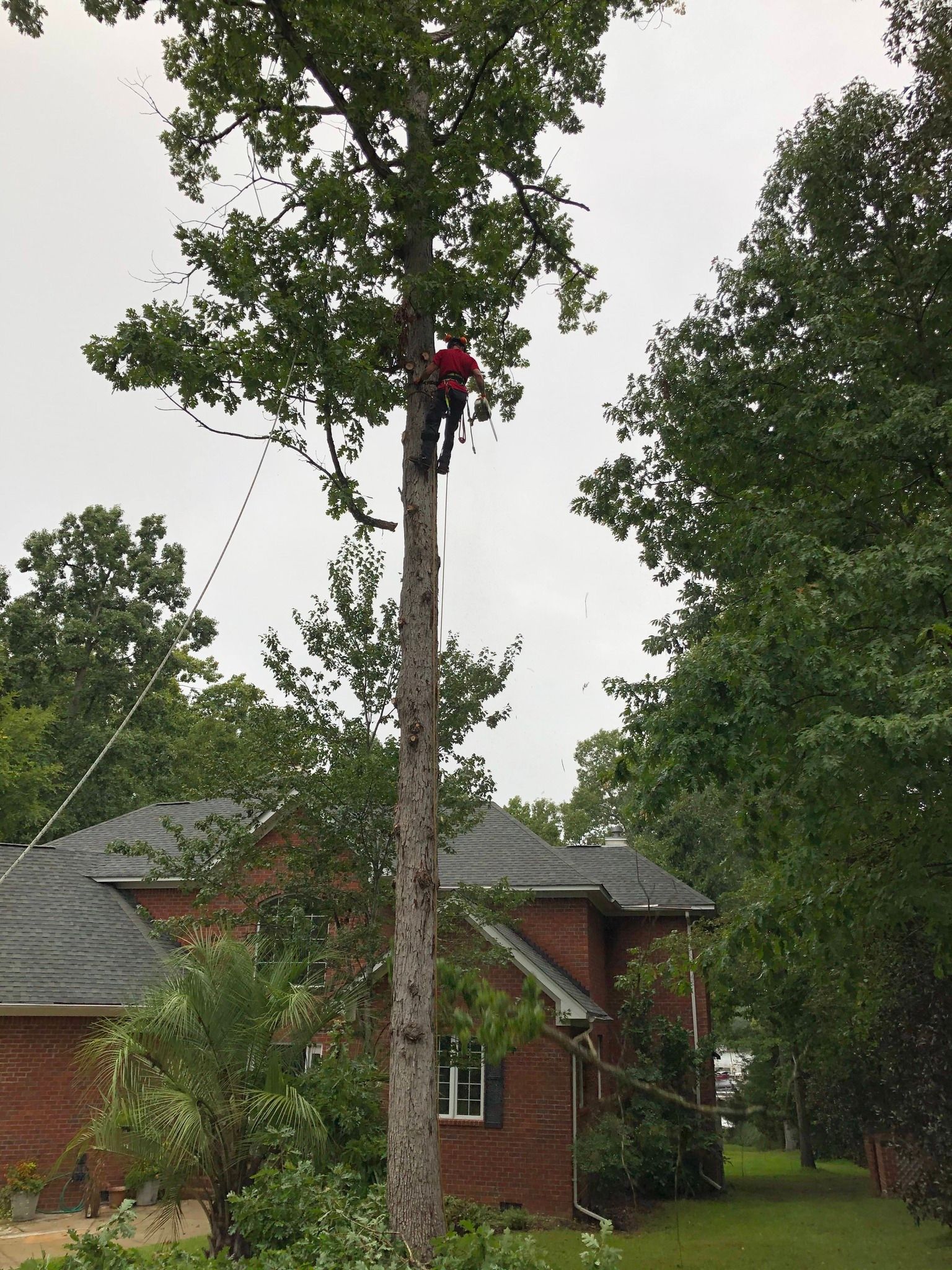 Worker pruning a tall tree beside a brick house, using a rope harness and saw.