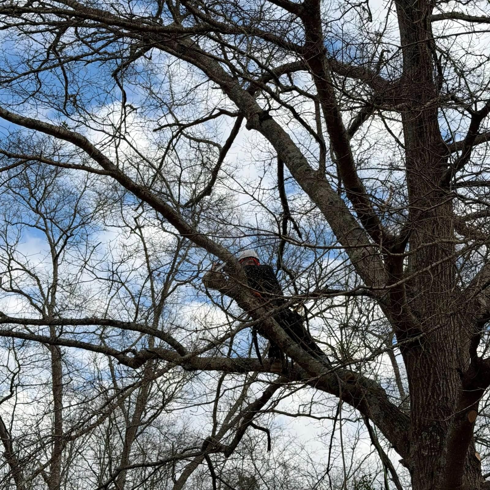 Large bird perched on a tree branch among bare branches against a blue sky