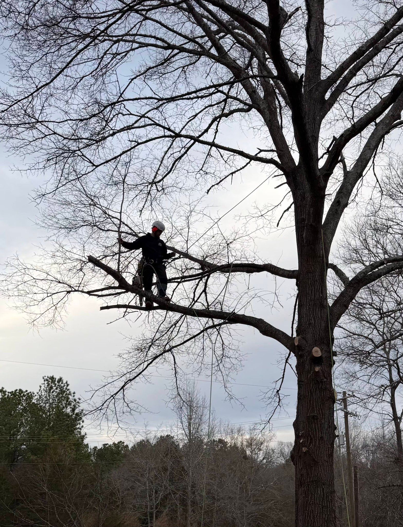Person standing on a tree branch against a cloudy sky in a wooded area