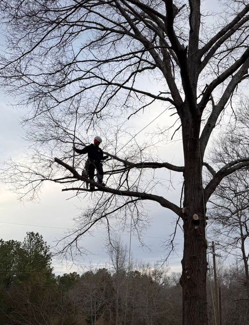 Person standing on a tree branch against a cloudy sky in a wooded area