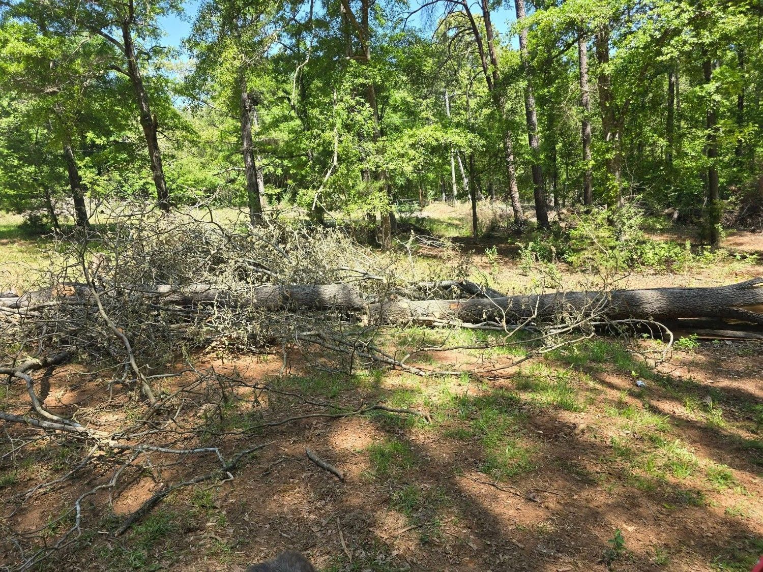 Dry wooded area with fallen branches, green trees, and sunlight casting shadows on the ground.