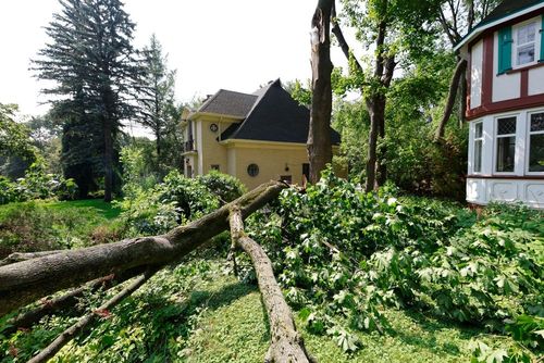 Fallen tree blocking a garden path beside houses and tall trees in a sunny yard
